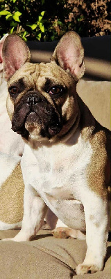 Étalon Bouledogue français - High Secret Va bene ma bella