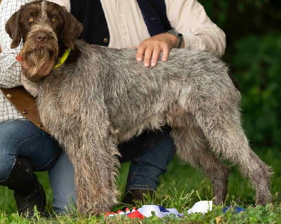 Étalon Griffon d'arrêt à poil dur Korthals - Vercors De L'irréductible Arverne