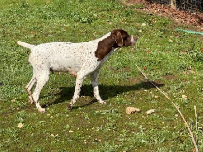 Étalon Braque français, type Pyrenees (petite taille) - Phybie de Saint Montange