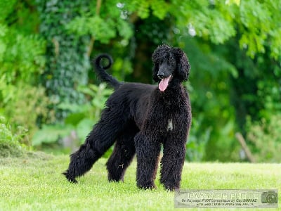 Étalon Taïgan - Noshor (Sans Affixe)