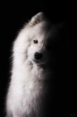 Étalon Samoyède - CH. Majestic Gold Unforgettable magic promise