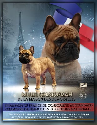 Étalon Bouledogue français - CH. Soprah De La Maison Des Demoiselles