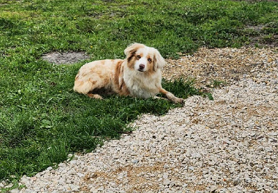 Étalon Berger Américain Miniature - Twinkle little star des merveilles d'ilona