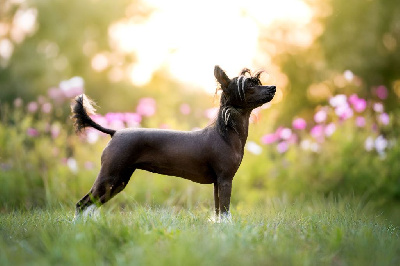 Étalon Chien chinois à crête - Tekoa june De L'Eden Angel