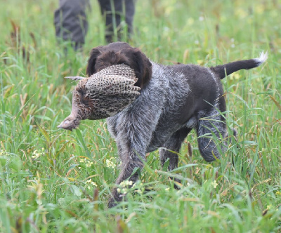 Étalon Chien d'arrêt allemand à poil dur - Vithallie D'hondrecoutre