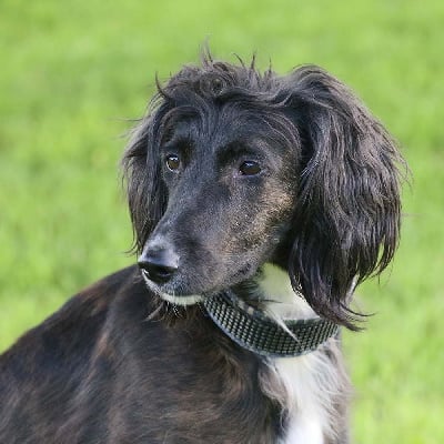 Étalon Taïgan - xanadu farms Tigrovy