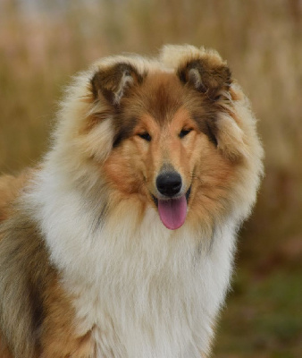 Étalon Colley à poil long - Alice De Pepsie Pep's