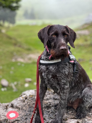 Étalon Chien d'arrêt allemand à poil dur - Rose Des Douves Du Chateau