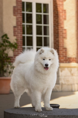 Étalon Samoyède - CH. Pequeña joya la casa de la nieve