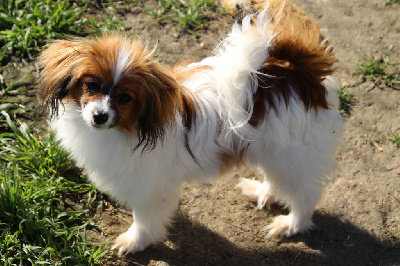 Étalon Epagneul nain Continental (Phalène) - First rocket hubi h vive vanette