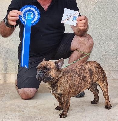 Étalon Bouledogue français - Polpette (Sans Affixe)