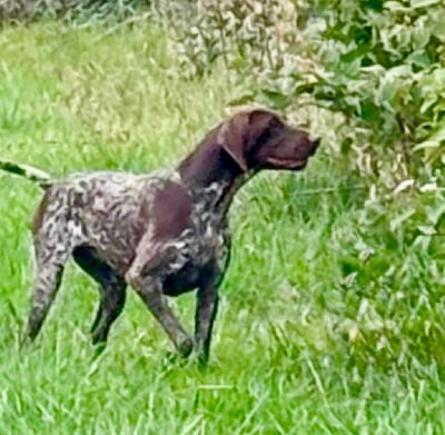 Étalon Braque allemand à poil court - Xoe du Clos de Reve d'Or