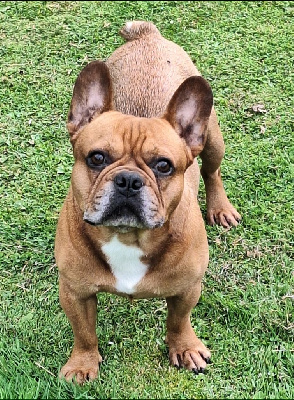 Étalon Bouledogue français - Akil (Sans Affixe)