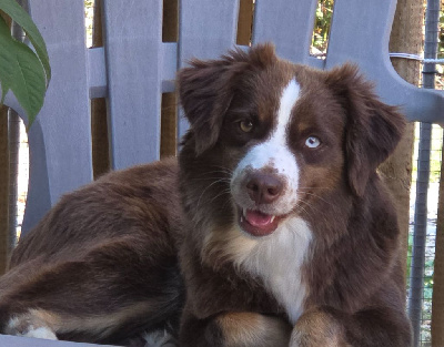 Étalon Berger Américain Miniature - Unjoy darkness hazel Of Sparkling River