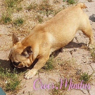 Étalon Bouledogue français - Arémorica te lilly de Crocs Minilus