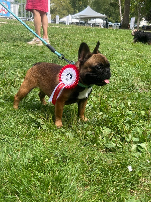 Étalon Bouledogue français - Vuitton The Kingdom Of The Little Red Kings