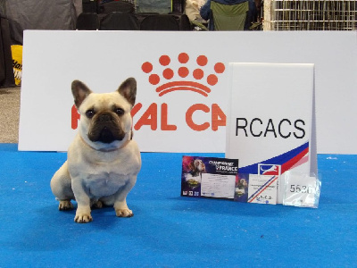 Étalon Bouledogue français - CH. Sun is up dit saylonne Of The Black Moon Shine}