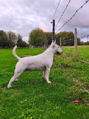 Étalon Bull Terrier - Umberto gomez du domaine du moulin d'allamont