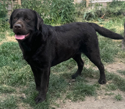 Étalon Labrador Retriever - Ulke (Sans Affixe)