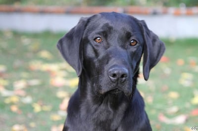Étalon Labrador Retriever - Ugo De La Source Du Bois Bouquet