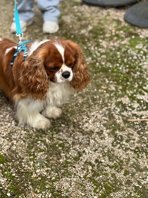 Étalon Cavalier King Charles Spaniel - Shine Ever Top secret