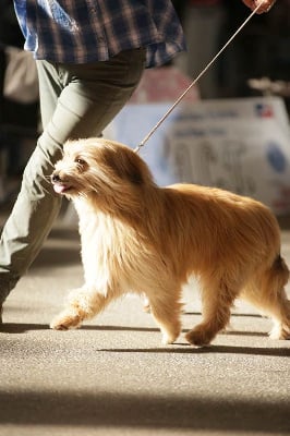 Étalon Berger des Pyrenees à poil long - Sirus de la tour du chouan