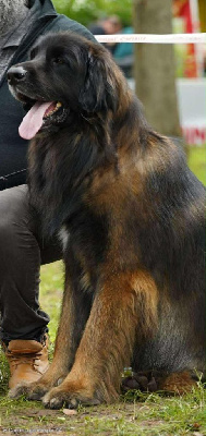 Étalon Leonberger - Romantik Love (dit) Ruben de l'arche de caux