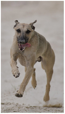 Étalon Whippet - Very mysterious boy d?elwood meadows D’Elwood Meadows