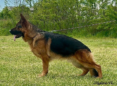 Étalon Berger Allemand - CH. Solo Du haut mansard