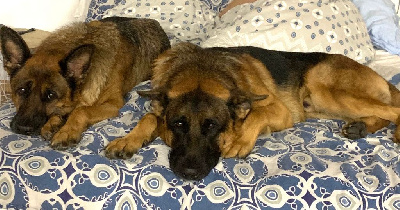 Étalon Berger Allemand - Ulysse (Sans Affixe)