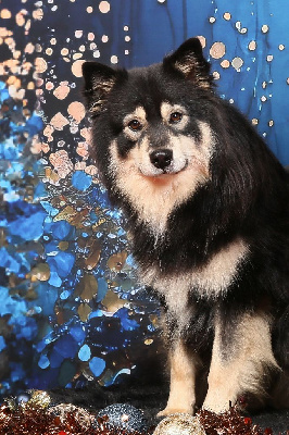 Étalon Chien finnois de Laponie - Ub 40 ulane dit umiko du Domaine du Chai de Majolan