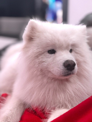 Étalon Samoyède - Nuka du moulin