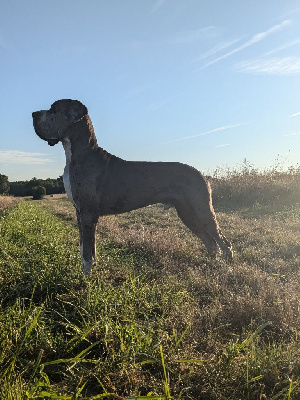 Étalon Dogue allemand - CH. Mch shalom Du Haut Dagour