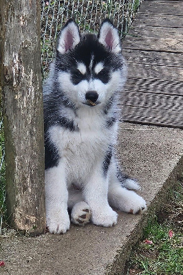 Étalon Siberian Husky - Ice Gang Aston
