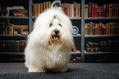 Étalon Coton de Tulear - Unyck Des Charmilles Rubis