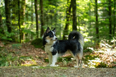 Étalon Berger islandais - Smahildur's nikanor njosnari (Sans Affixe)