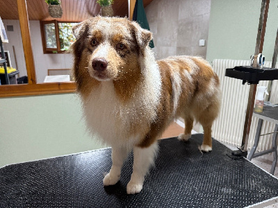 Étalon Berger Australien - Very good vibes du Paradis des Étoiles Australes