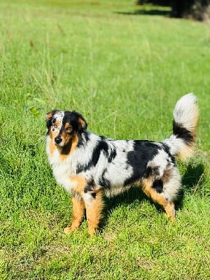 Étalon Berger Australien - Vasco o'tantic du ménage O'tantic Du Ménage