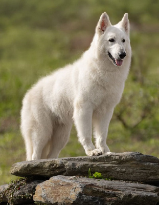 Étalon Berger Blanc Suisse - CH. Surcouf-spirit des fantômes de la nuit