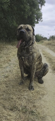 Étalon Dogo Canario - Thanos les gardiens de l'ouzoum Titre Initial