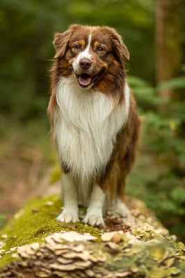 Étalon Berger Américain Miniature - les loups de l 'isengard Sethi
