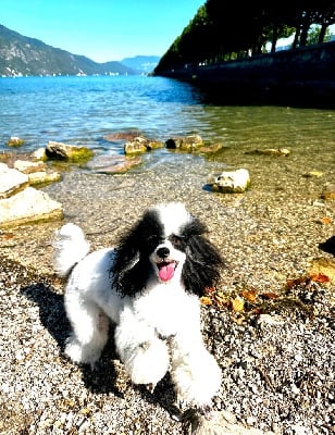 Étalon Chien Particolore à poil frisé - Des Jours Etoilés Vlady