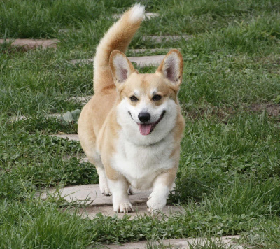 Étalon Welsh Corgi Pembroke - Ubbe d aimes d'aimes
