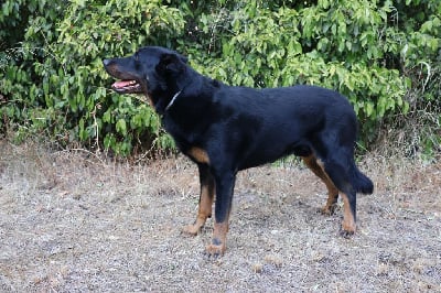 Étalon Berger de Beauce - Shaïgan Des Beaumes Rouges