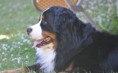 Étalon Bouvier Bernois - Utoky de La Vallée Du P'tit R'eve