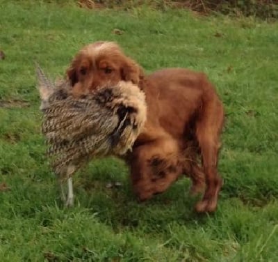 Étalon Cocker Spaniel Anglais - Rapidgold distract