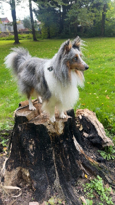 Étalon Shetland Sheepdog - Ramses alias uno