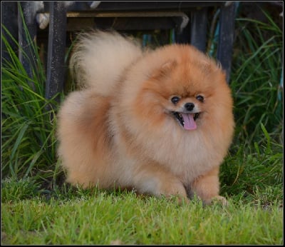 Étalon Spitz allemand - Crazy Charms Tommy keene