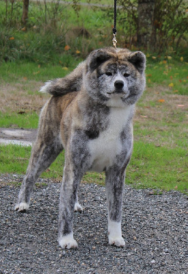 Étalon Akita - S'yukan go Of Kamino Ken