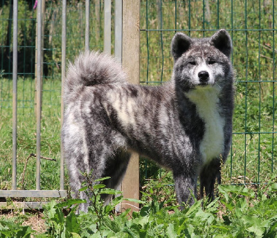 Étalon Akita - V yumiko De La Joaillerie De La Cour